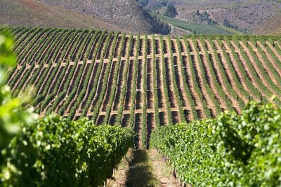 Pinot Noir: The heartbreak grape