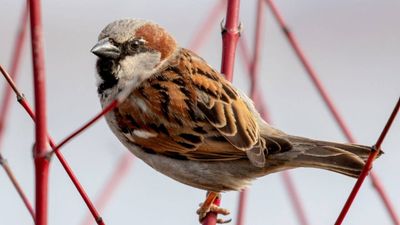 In 1867, Canterbury released 40 house sparrows to eat crop pests; within 15 years New Zealand was poisoning the birds and paying bounties after they began stripping grain crops