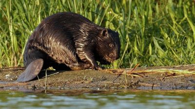 In 1937, Finland released seven American beavers to restore its extinct native beaver; scientists learned 36 years later that they were a different species