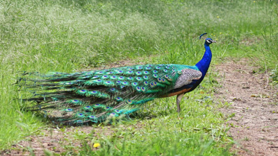 By 1969 or earlier, Japan had introduced peacocks to its southern islands as pets and zoo attractions, and escaped birds later preyed on native lizards and butterflies