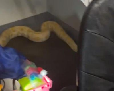 Virginia teacher and firefighters feud over whether a python started schoolhouse fire