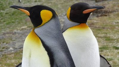 In 2011, a former kindergarten teacher fenced off 30 hectares of her Chilean farm to protect king penguins; the colony later grew to nearly 200