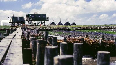 In 1909, Jens Wand became Norderoog’s only summer resident and guarded its nesting terns for 41 years
