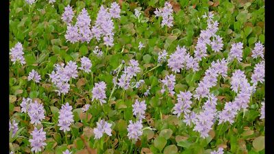 In 1884, water hyacinth was introduced at a New Orleans exposition; by 2020, it covered an estimated 24,000 acres of public waterways in Louisiana’s Barataria Basin