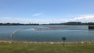 Arkansas is installing 96 Solar Panels on a 40-Acre farm reservoir: researchers want to see how migratory birds along the Mississippi flyway react