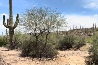 Nancy Guthrie Search Intensifies After Human Remains Found in Tucson Desert; Sheriff Says No Link So Far