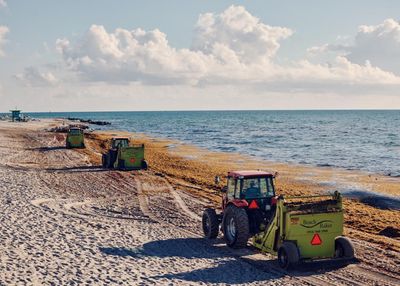 ‘A new normal’: Miami faces worsening seaweed problem as piles of algae wash up on beaches