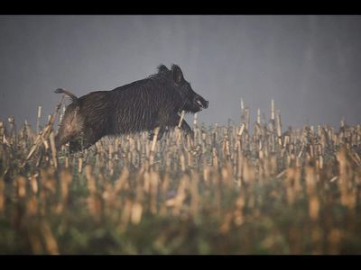 In 1500s, Spanish explorers introduced pigs into North America. Now areas where they roam free have fewer invasive species