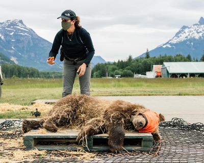 ‘We humans are inept at taking care of baby animals’: why well-fed orphan bears die in the wild