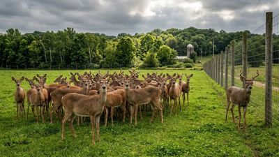 Two Wisconsin Deer Farms Are Under Quarantine After Chronic Wasting Disease Turned Up Weeks Before Hunting Season