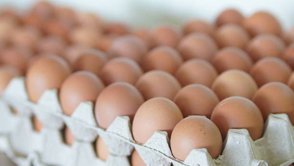 One dead, over 200 ill in UK Salmonella outbreak: Symptoms, cause and all you need to know