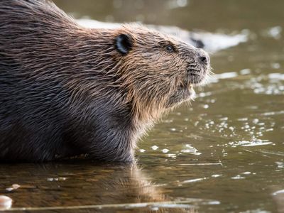 In 1930s, Finland brought back beavers but accidentally introduced the wrong species. The mistake still affects wildlife today