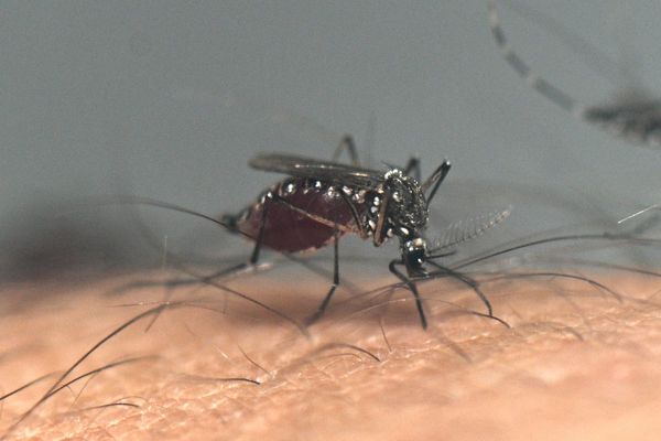 A deadly brain-swelling illness spread by mosquitoes is on the rise in the US