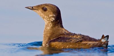 How we found Haida Gwaii’s first marbled murrelet nest in more than 30 years