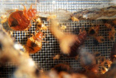 Bedbug Infestations Are Rising Again, and Researchers Are Testing Whether the Insects Can Carry MRSA Bacteria