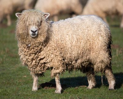 Needless suffering of unsheared sheep