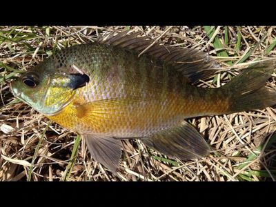 In 1960, Japan’s future emperor took 18 bluegills home from Chicago. Their descendants multiplied into millions and invaded Lake Biwa