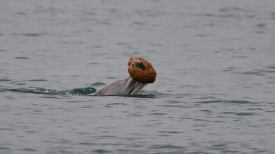 “I started screaming because I know what shelling looks like” –dolphin photographed performing extremely rare behavior