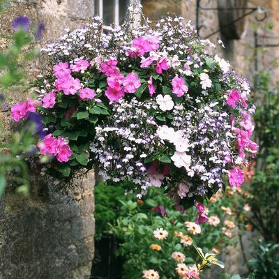 How to revive tired hanging baskets in August – 6 simple steps to bring back the blooms and rescue them from the heat