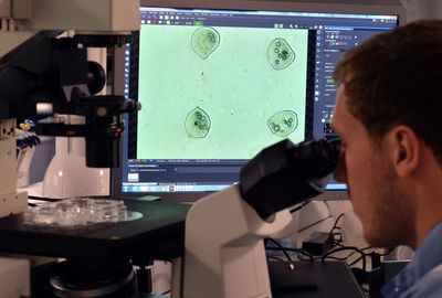 Healthy Mitochondria Wrapped in Red Blood Cell Membranes Reached Sick Cells and Extended Survival in Mice