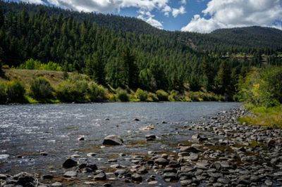 US moves to open vast tracts of pristine forests to logging