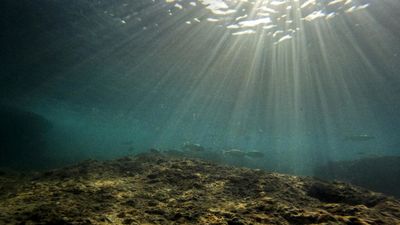 Europe’s seas reach record heat as climate change threatens marine life