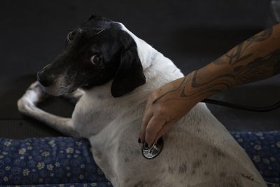 Rosie's Cancer Came Back After Her AI-Designed Vaccine, and Her Owner Just Raised $4 Million