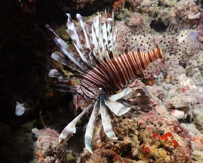 Carbon pollution has fuelled ‘massive expansion’ of marine heatwaves in Europe, study finds