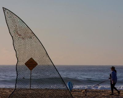 Sharks have always stoked panic in Australia. While scientific understanding grows, conservation efforts can be unseated by fear