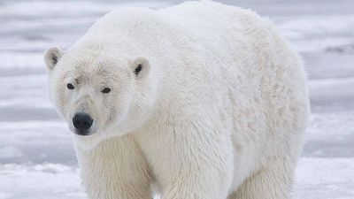 A polar bear destroyed almost an entire seabird colony in Alaska; scientists say changing food habits may explain why
