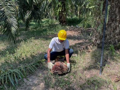 ‘We now live without this violence’: the Colombian farmers giving up coca for palm oil