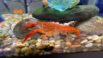 In 1927, Japan imported about 100 Louisiana crayfish to feed farmed bullfrogs, only 20 survived and their descendants later spread to every prefecture except Hokkaido