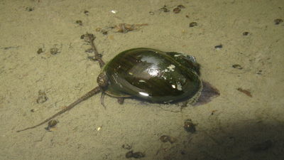 In 1981, Japan imported golden apple snails as a new food business, but the market failed, and abandoned farms helped the snails spread into rice fields