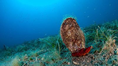 Europe's warmer seas are appealing to swimmers – but what lies beneath is ‘alarming’, study warns