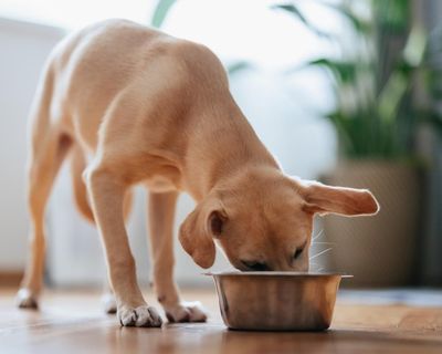 Dog food recalled in UK after reports of pets losing their sight