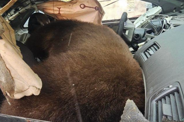 Black bear found dead inside car in Colorado as drivers warned to lock vehicles