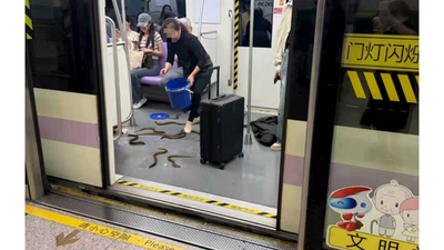 Who let the snakes out?: Dozens of snake-like eels escape from buckets inside metro in China, video goes viral