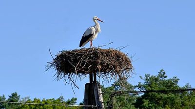 Polish stork Krutek sets off again: 5,000 kilometres ahead