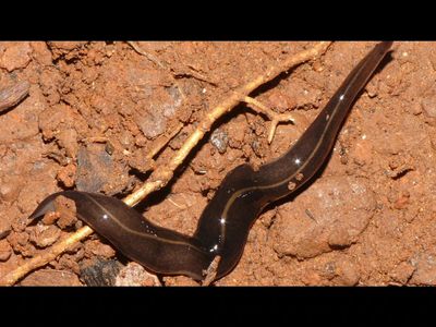 In the 1990s, a predatory flatworm was released in Samoa to control giant African snails; it later drove native island snails toward extinction