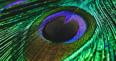 Scientists Have Found A Way To Show Humans A New Color Called “Olo,” But Only Five People Have Ever Seen It