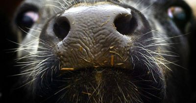 Mad cow disease found on farm in Scotland, Scottish Government announces