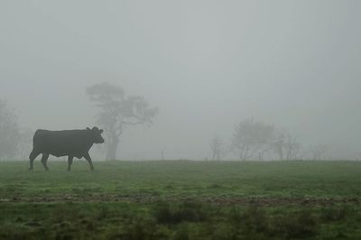 Case of BSE in cow confirmed on Scottish farm