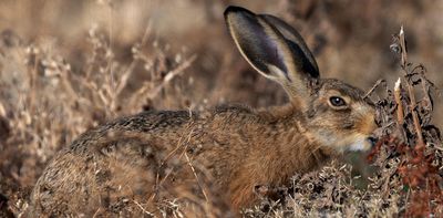 Extreme drought is changing Britain’s wildlife – and some effects won’t be seen until next year