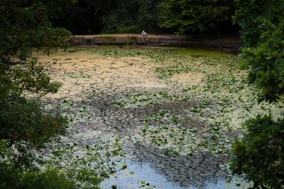 London’s first official bathing area hit by toxic algae outbreak