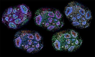 Lab-grown human brain cells ‘recorded passage of time’
