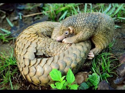 In 1836, a pangolin from Nepal entered a London museum collection. 190 years later, scientists sequenced its preserved DNA and confirmed Manis aurita as a distinct species, giving conservationists a new tool against poaching