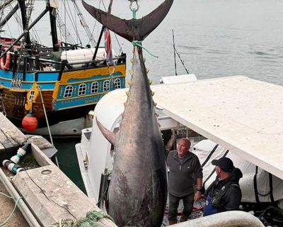 ‘Success story’ hailed as bluefin tunas caught off Yorkshire for first time since 1960s
