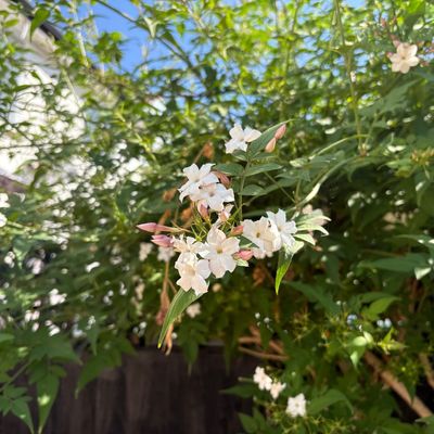 What to do with jasmine in August – 6 tasks that'll guarantee longer, healthier displays