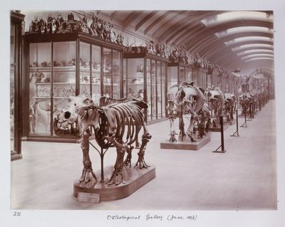 Natural History Museum to reopen ‘hidden’ gallery after more than 80 years