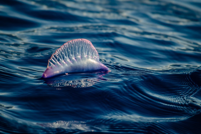 Warming Celtic Sea and Channel Waters Raise Fears Venomous Jellyfish Could Reach UK Beaches